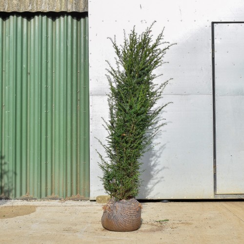 English Yew 40/60cm Bare Root (Taxus baccata) | ScotPlants Direct